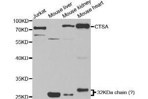 Western blot analysis of extracts of various cell lines, using CTSA antibody (ABIN5973211) at 1/1000 dilution. (CTSA anticorps)