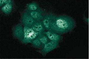 Immunofluorescent staining of MCF7 cells with anti-XIAP antibody. (XIAP anticorps  (AA 268-426))