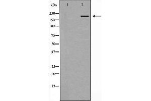 Western blot analysis of Hela whole cell lysates, using PCM1 Antibody. (PCM1 anticorps  (N-Term))