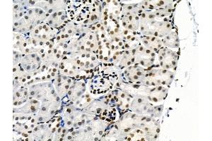 Phospho-SRPK2 (Thr492) Antibody at 1/100 staining Mouse kidney tissue by IHC-P. (SRPK2 anticorps  (pThr492))