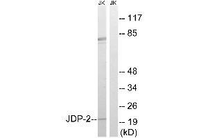 Western blot analysis of extracts from Jurkat cells, using JDP-2 (Ab-148) antibody. (JDP2 anticorps  (Thr148))