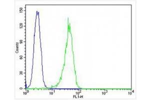 FACS testing of fixed and permeabilized human HL-60 cells with CD63 antibody.