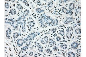 Immunohistochemical staining of paraffin-embedded breast tissue using anti-SIGLEC9 mouse monoclonal antibody. (SIGLEC9 anticorps)