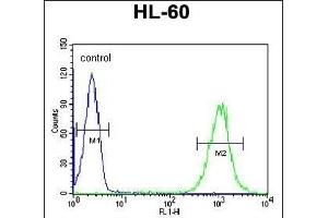 ICB1 Antibody (C-term) (ABIN6242717 and ABIN6579061) flow cytometric analysis of HL-60 cells (right histogram) compared to a negative control cell (left histogram). (C1orf38 anticorps  (C-Term))