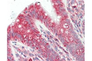 Anti-UBE2K / LIG antibody IHC staining of human colon.