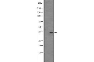 Western blot analysis of IN35 expression in HEK293 cells ,The lane on the left is treated with the antigen-specific peptide. (IFI35 anticorps  (C-Term))