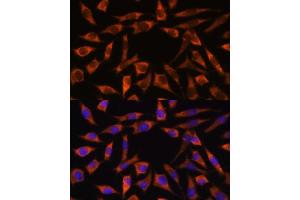 Immunofluorescence analysis of L929 cells using CHCHD2 antibody (ABIN7266448) at dilution of 1:100. (CHCHD2 anticorps  (AA 75-145))