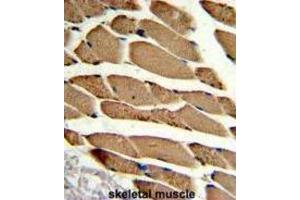 Immunohistochemistry (IHC) image for anti-Actin-Related Protein 2 (ACTR2) antibody (ABIN3002672) (ACTR2 anticorps)