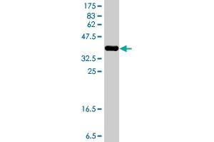 Western Blot detection against Immunogen (37.