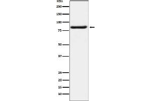 Western blot analysis of Bag3 expression in K562 cell lysate. (Recombinant BAG3 anticorps)