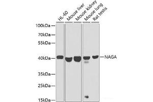 Western blot analysis of extracts of various cell lines using NAGA Polyclonal Antibody at dilution of 1:1000. (NAGA anticorps)