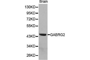 Western Blotting (WB) image for anti-gamma-aminobutyric Acid (GABA) A Receptor, gamma 2 (GABRG2) (AA 170-270) antibody (ABIN6218831) (GABRG2 anticorps  (AA 170-270))