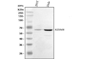 Western blot analysis of KDM8 using anti-KDM8 antibody (ABIN7601624).