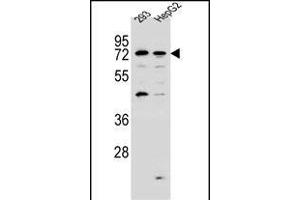 GIP8 Antibody (N-term) (ABIN657158 and ABIN2846292) western blot analysis in 293,HepG2 cell line lysates (35 μg/lane). (GIMAP8 anticorps  (N-Term))