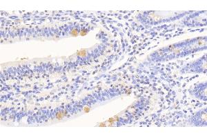 Detection of SERPINA10 in Human Small intestine Tissue using Polyclonal Antibody to Serpin A10 (SERPINA10) (SERPINA10 anticorps  (AA 24-444))