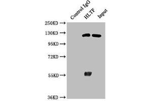 Immunoprecipitating HLTF in Hela whole cell lysate Lane 1: Rabbit control IgG instead of ABIN7154943 in Hela whole cell lysate. (HLTF anticorps  (AA 332-476))