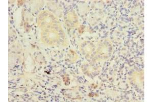 Immunohistochemistry of paraffin-embedded human pancreatic tissue using ABIN7173211 at dilution of 1:100 (TMEM41A anticorps  (AA 18-66))