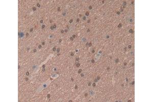 IHC-P analysis of Kidney tissue, with DAB staining. (LDOC1 anticorps  (AA 1-146))