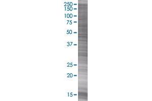 MOG transfected lysate (MOG 293T Cell Transient Overexpression Lysate(Denatured))