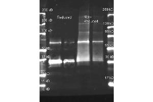 Goat anti Uricase antibody was used to detect purified Uricase under reducing and non-reducing conditions. (Urate Oxidase anticorps  (Biotin))