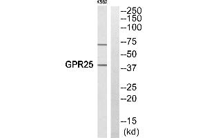 Western blot analysis of extracts from K652 cells, using GPR25 antibody. (GPR25 anticorps  (Internal Region))
