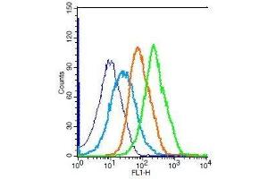 Mouse splenocytes probed with Rabbit Anti-GST Polyclonal Antibody, Unconjugated .