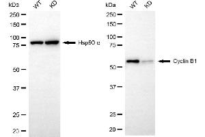 Western blotting analysis using cyclin B1 antibody (ABIN7798188).
