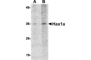 Western Blotting (WB) image for anti-Hax1a (N-Term) antibody (ABIN1031400) (Hax1a (N-Term) anticorps)