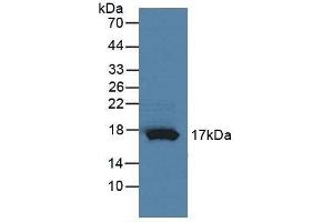 Detection of RNASE4 in Rat Pancreas Tissue using Polyclonal Antibody to Ribonuclease A4 (RNASE4) (RNASE4 anticorps  (AA 30-147))