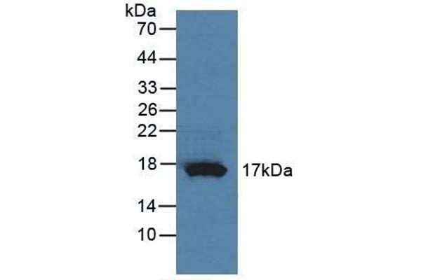 RNASE4 抗体  (AA 30-147)