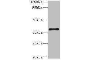 Western blot All lanes: SUCNR1 antibody at 6 μg/mL + Hela whole cell lysate Secondary Goat polyclonal to rabbit IgG at 1/10000 dilution Predicted band size: 39 kDa Observed band size: 39 kDa (SUCNR1 anticorps  (AA 303-334))