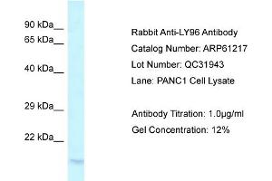 Western Blotting (WB) image for anti-Lymphocyte Antigen 96 (LY96) (C-Term) antibody (ABIN786363) (LY96 anticorps  (C-Term))