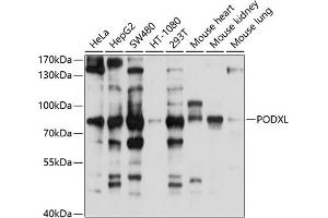 Western blot analysis of extracts of various cell lines, using PODXL antibody (ABIN6130628, ABIN6145871, ABIN6145872 and ABIN6214356) at 1:1000 dilution. (PODXL anticorps  (AA 287-526))