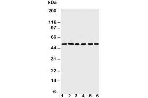 Western blot testing of Smad2 antibody and Lane 1:  rat brain