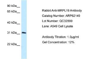 Western Blotting (WB) image for anti-Mitochondrial Ribosomal Protein L19 (MRPL19) (C-Term) antibody (ABIN2789037) (MRPL19 anticorps  (C-Term))
