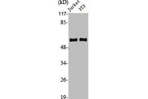 Western Blot analysis of Jurkat NIH-3T3 cells using Cyclin A1 Polyclonal Antibody (Cyclin A1 anticorps  (C-Term))