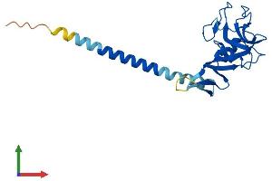 AlphaFold protein structure predicition of Mouse Recombinant Clec6a Protein, UniprotID Q9JKF4