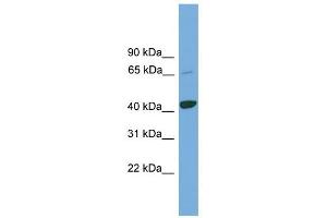 KCTD9 antibody used at 1 ug/ml to detect target protein. (KCTD9 anticorps  (Middle Region))
