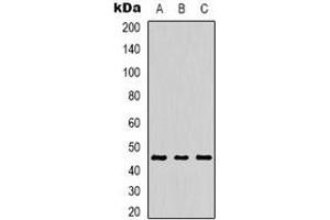Western blot analysis of MKK1 (pT386) expression in HEK293T (A), NIH3T3 (B), Raw264. (MEK1 anticorps  (C-Term, pSer386))