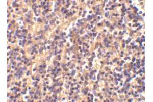 Immunohistochemical staining of human spleen tissue using AP30198PU-N caspase-4 antibody at 2 μg/ml.