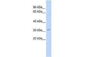 SCOTIN antibody used at 1 ug/ml to detect target protein. (SHISA5 anticorps  (Middle Region))