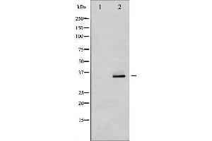 Western blot analysis of CDK5 phosphorylation expression in EGF treated COS7 whole cell lysates,The lane on the left is treated with the antigen-specific peptide. (CDK5 anticorps  (pTyr15))