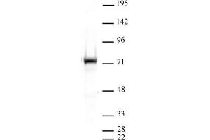 Western blot of PRMT5 antibody. (PRMT5 anticorps  (N-Term))