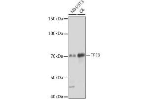 Western blot analysis of extracts of various cell lines, using TFE3 Rabbit mAb (ABIN1683323, ABIN3015205, ABIN3015206 and ABIN7101320) at 1:1000 dilution. (TFE3 anticorps)