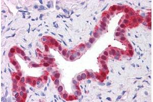 Human Liver, bile duct: Formalin-Fixed, Paraffin-Embedded (FFPE)