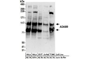 Western Blotting (WB) image for anti-ADAM Metallopeptidase Domain 9 (ADAM9) (AA 400-450) antibody (ABIN7449866)