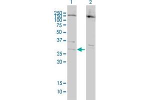 BCL7B antibody  (AA 124-202)