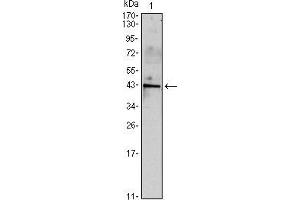 Western blot analysis using INHA mouse mAb against mouse spermary (1) tissues lysate.