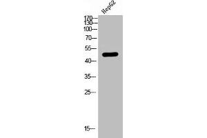Western Blot analysis of HEPG2 using LPAAT-θ Polyclonal Antibody