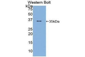 Western Blotting (WB) image for anti-CD1d Molecule (CD1D) (AA 32-302) antibody (ABIN1858292) (CD1d anticorps  (AA 32-302))